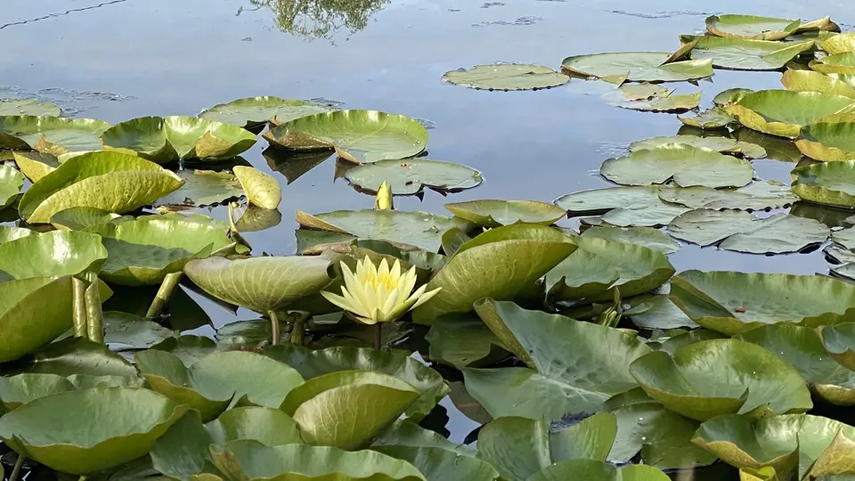 A pale yellow water lily blooms among broad green lily pads floating on still water.