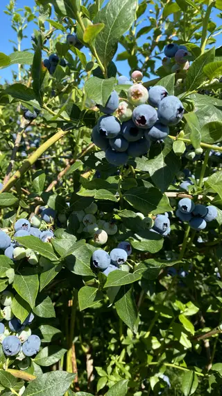Clusters of ripe and unripe blueberries hang among green leaves in bright sunlight beneath a clear blue sky.