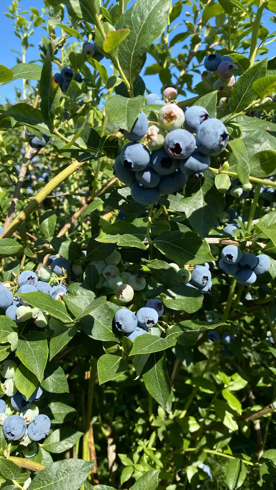 Clusters of ripe and unripe blueberries hang among green leaves in bright sunlight beneath a clear blue sky.