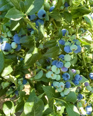 Clusters of ripe and unripe blueberries hang among green leaves in bright sunlight.