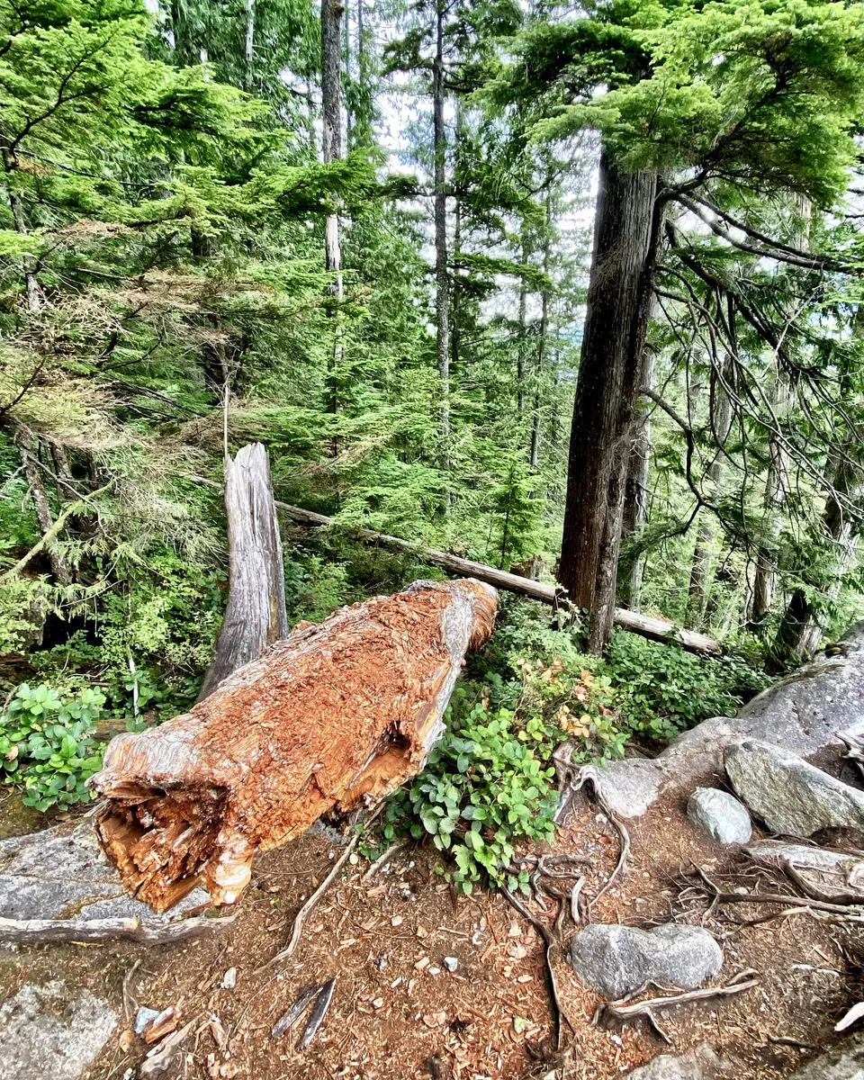 A decaying fallen log lies among rocks and exposed roots in a dense green forest.