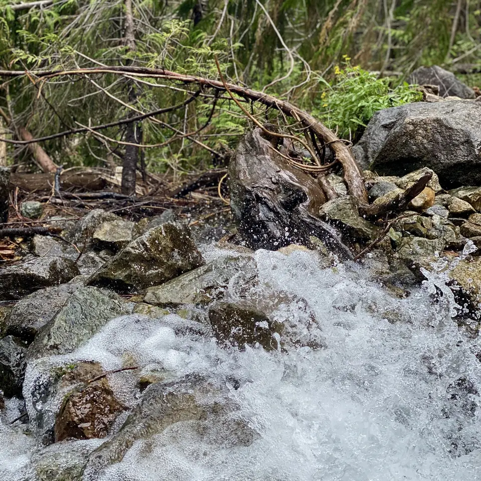 Clear water rushes over mossy rocks beneath tangled fallen branches in a dense forest.
