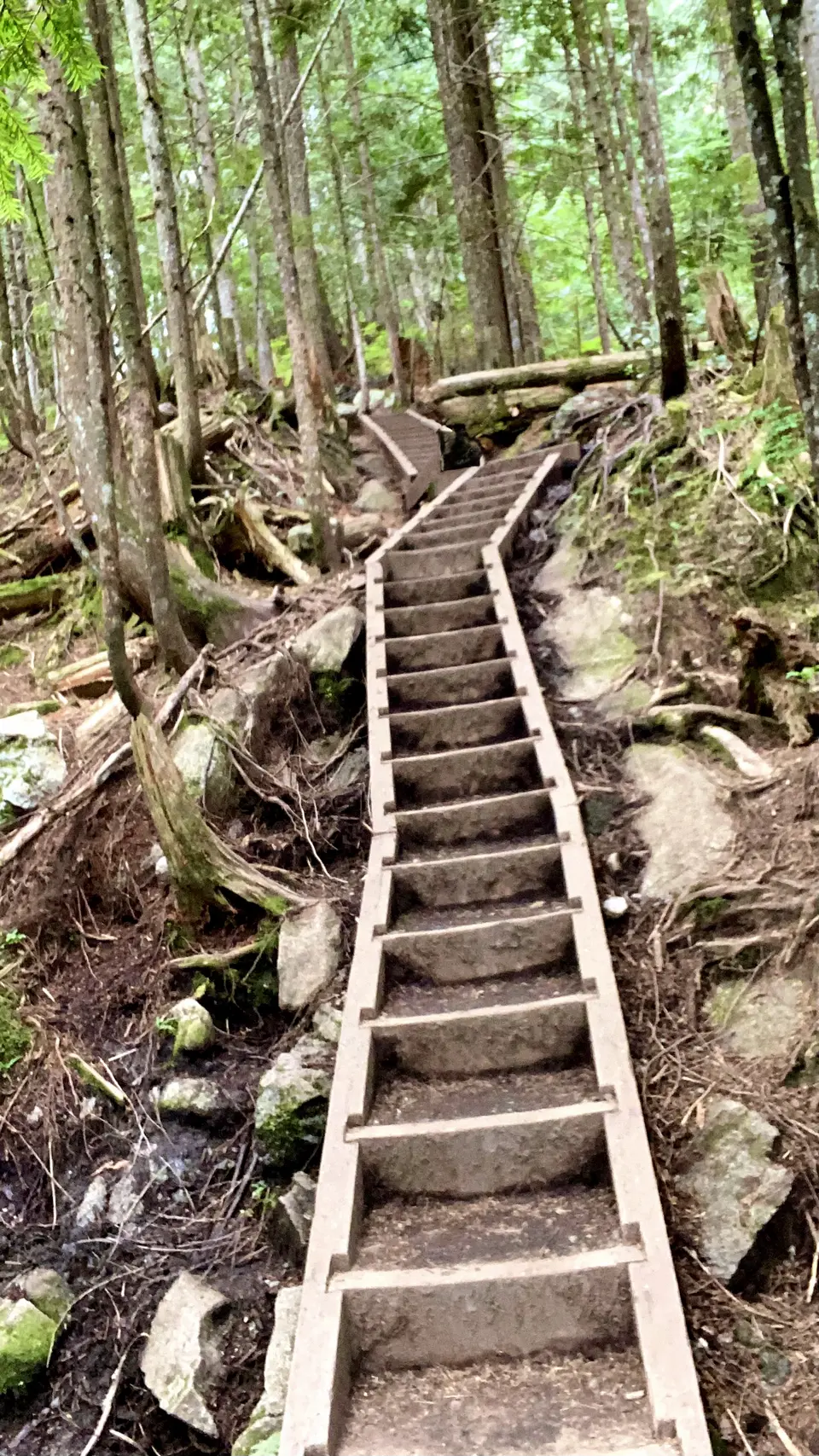 A wooden staircase climbs through a rocky, mossy forest beneath tall trees.