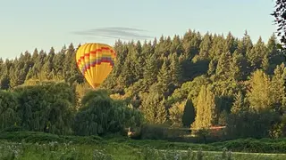 A brightly striped yellow hot air balloon floats above a sunlit forested hillside.