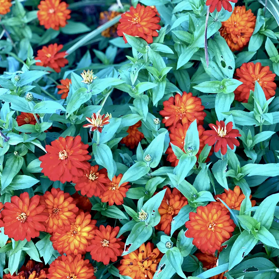 A dense cluster of red and orange flowers blooms among bright green leaves.