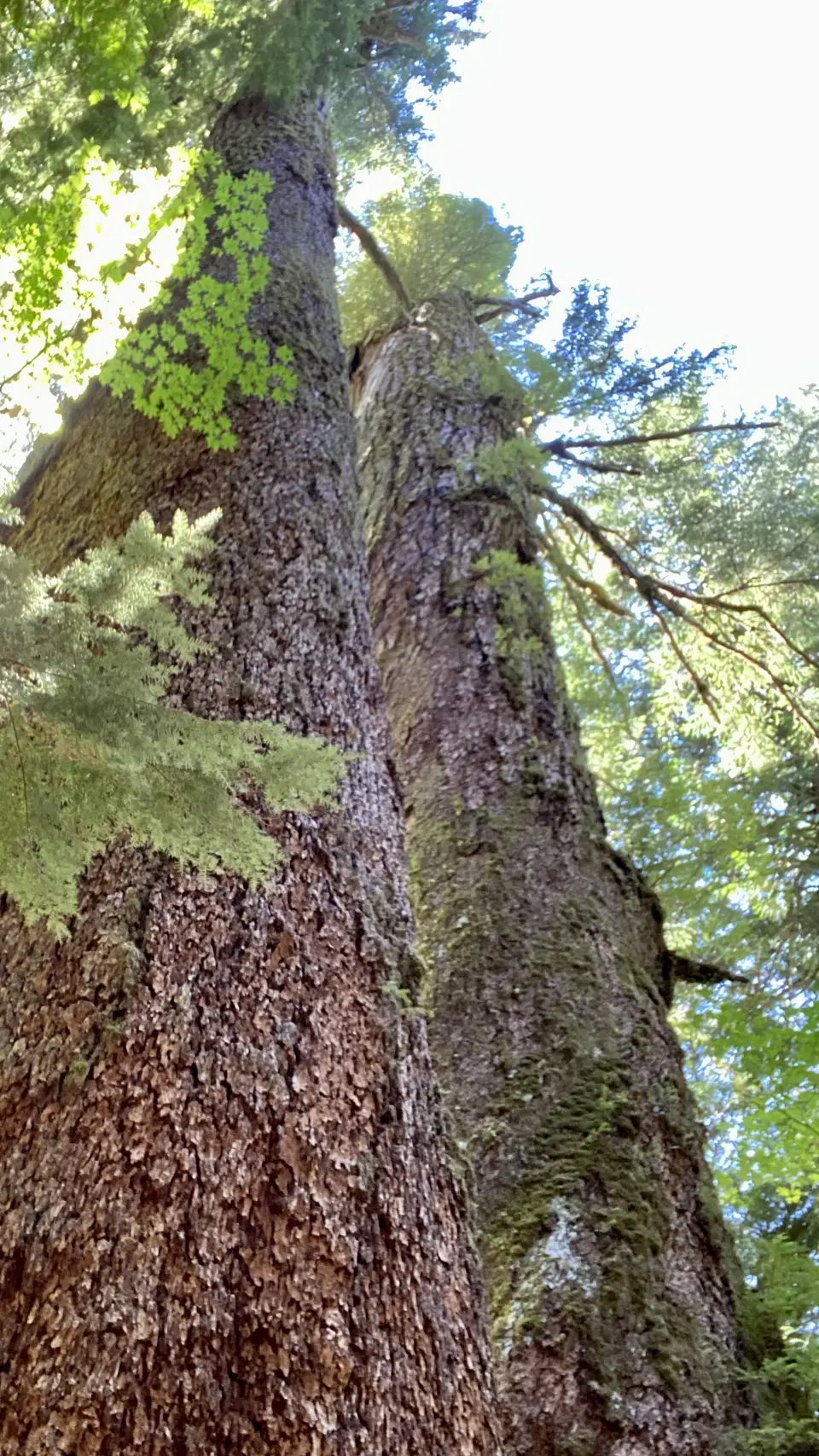 Two massive tree trunks covered in moss rise beneath a leafy canopy in sunlight.