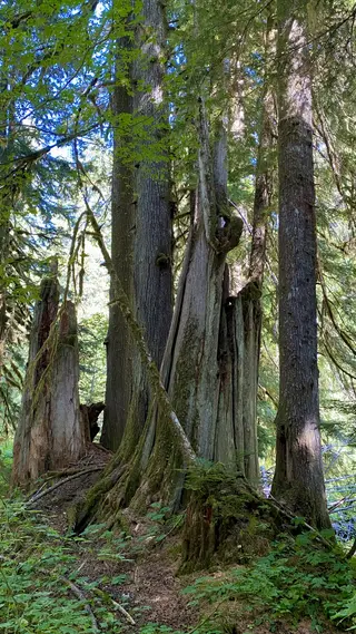Towering moss-covered tree trunks and a weathered stump stand amid dense green forest under dappled sunlight.