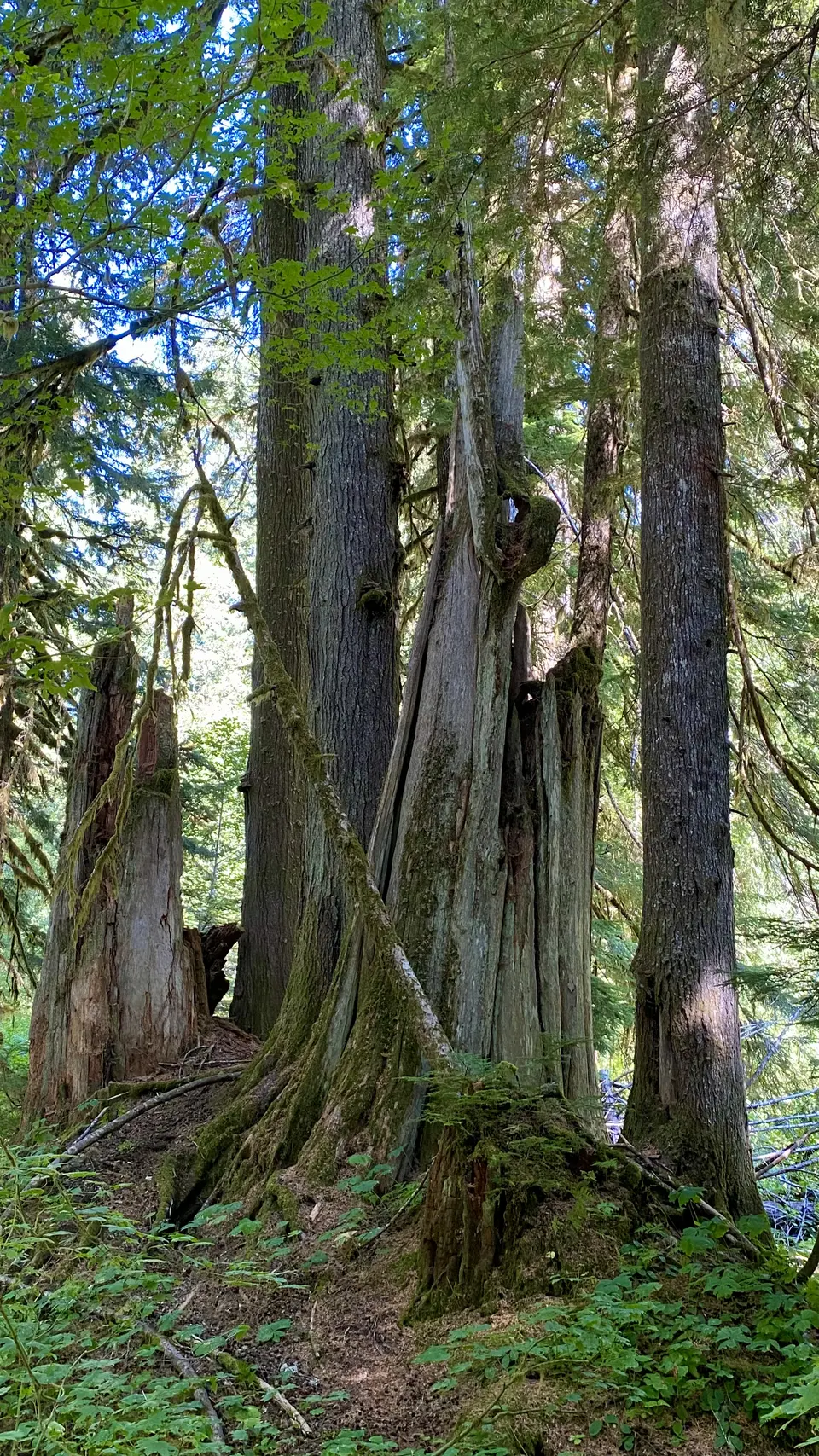 Towering moss-covered tree trunks and a weathered stump stand amid dense green forest under dappled sunlight.