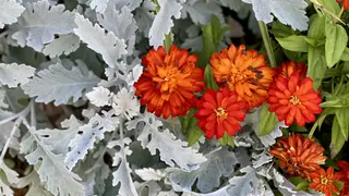 Bright red and orange flowers bloom among silvery, lobed leaves and green foliage.
