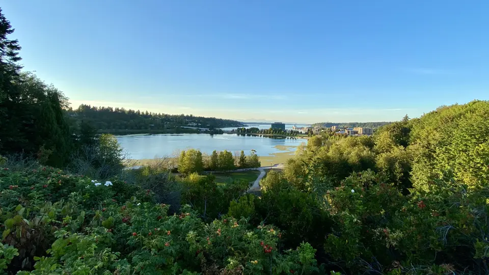 A calm waterfront inlet is framed by dense green shrubs and trees, with low buildings visible across the water beneath a clear blue sky.