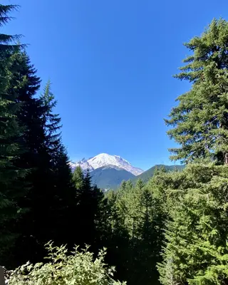 Mount Rainier rises snow-covered beyond a dense evergreen forest beneath a clear blue sky.