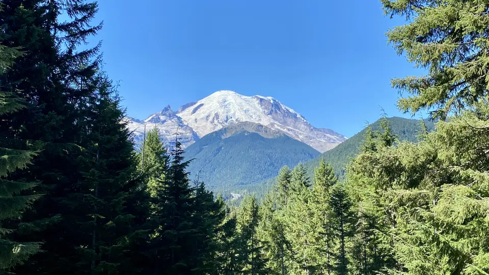Mount Rainier rises snow-covered above a dense evergreen forest beneath a clear blue sky.