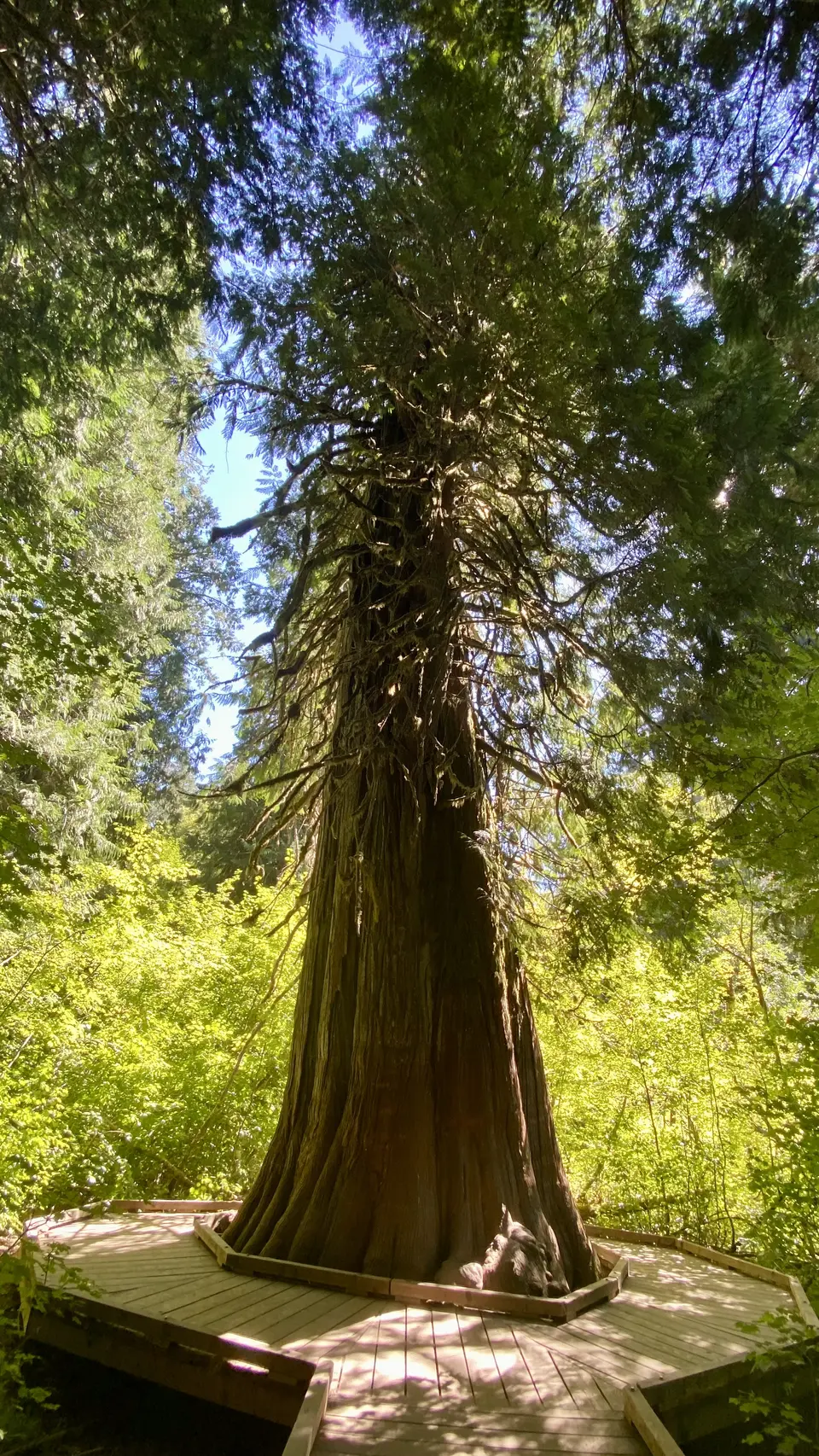 A massive conifer tree rises from a wooden viewing platform amid a sunlit green forest.