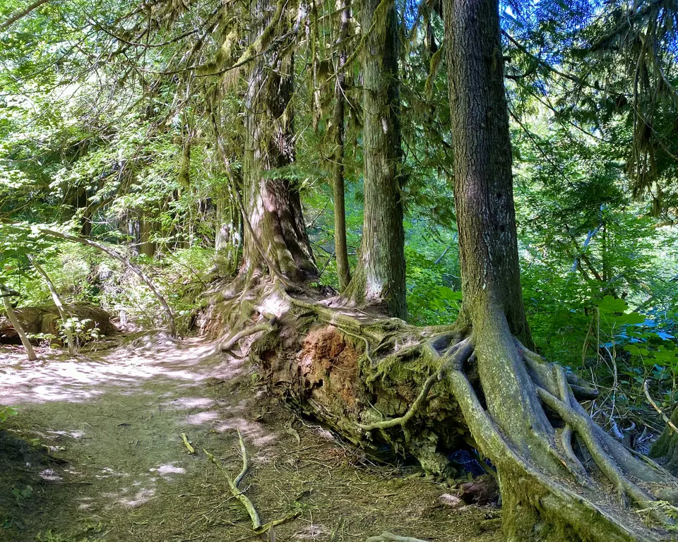 Tall moss-covered trees with sprawling exposed roots line a sun-dappled forest path.