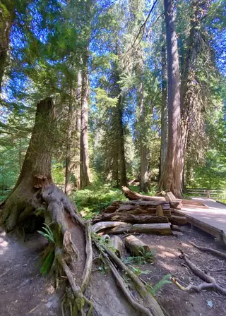 Towering conifer trees with exposed roots stand beside fallen logs and a wooden boardwalk in a sunlit forest.