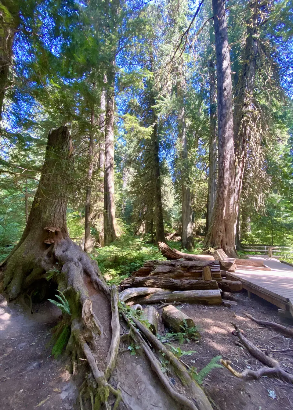 Towering conifer trees with exposed roots stand beside fallen logs and a wooden boardwalk in a sunlit forest.