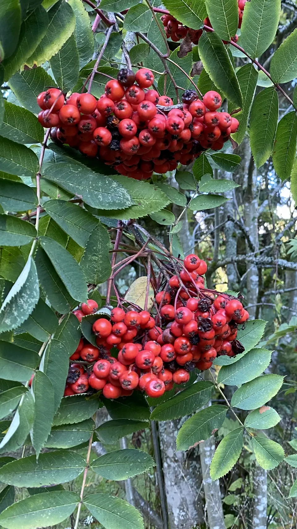 Clusters of bright red berries hang among green compound leaves on a tree.