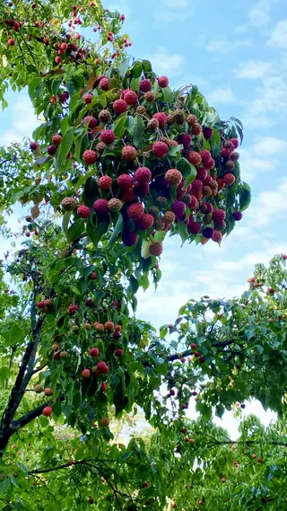 Clusters of round red and pink bumpy fruits hang among green leaves on a tree beneath a pale blue sky.