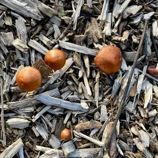 Several small orange-brown mushrooms grow among weathered wood chips and twigs.