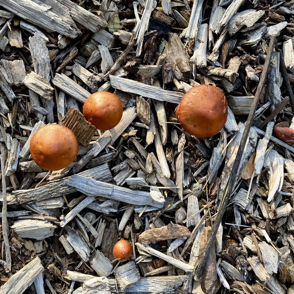 Several small orange-brown mushrooms grow among weathered wood chips and twigs.