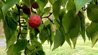 A round red fruit hangs among broad green leaves on a tree branch.