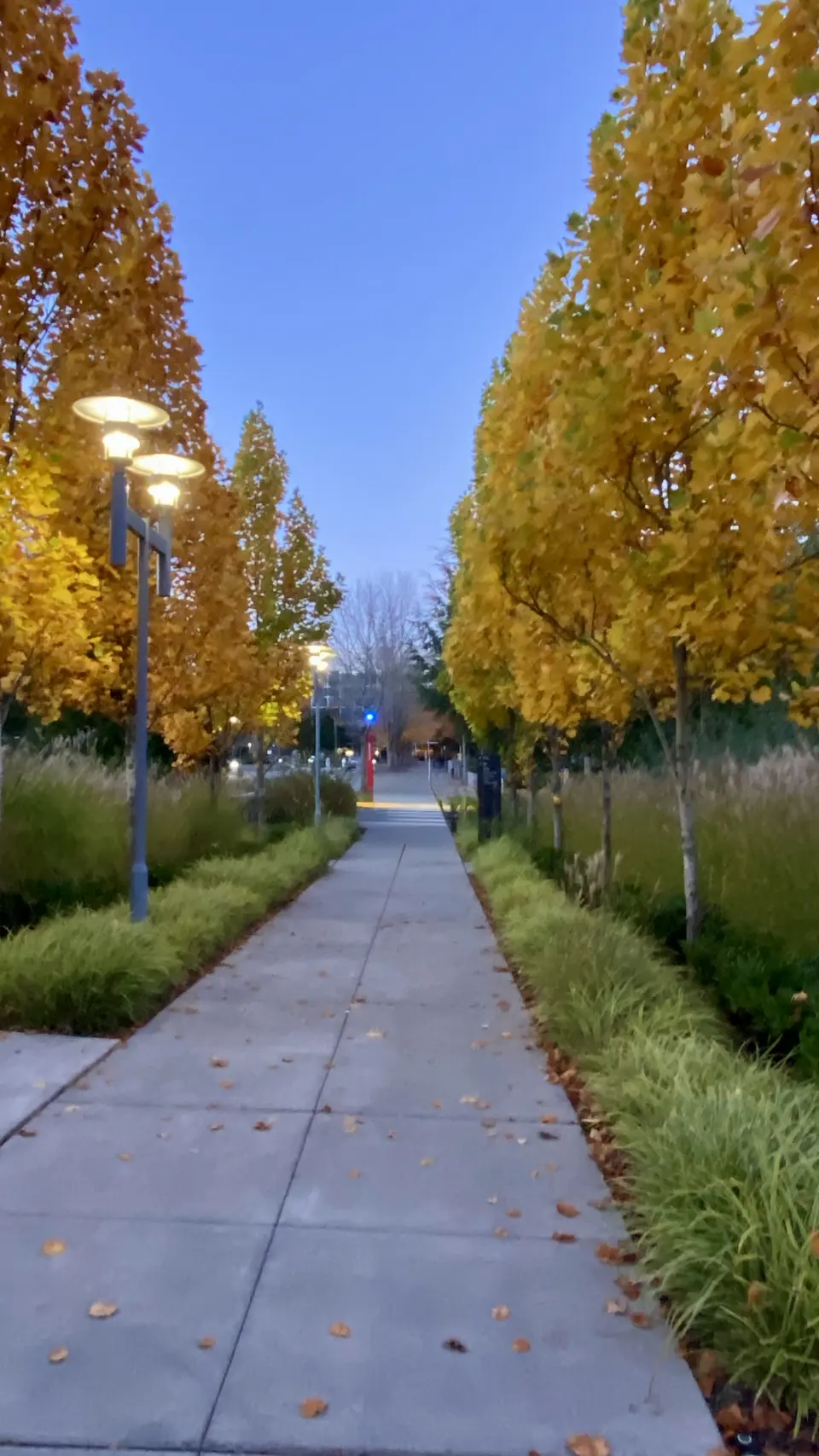 A concrete sidewalk lined with glowing streetlamps passes between trees with golden autumn foliage at dusk.