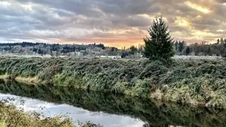 A calm river reflects an ivy-covered bank and evergreen trees beneath a cloudy sunset sky.