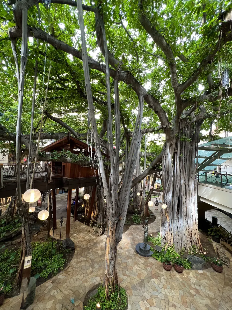 A sprawling banyan tree with hanging aerial roots shades a tiled walkway lined with lanterns and wooden structures.