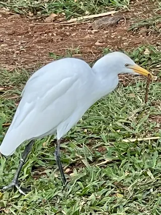 A pale egret with a yellow bill stands among green grass and bare soil.