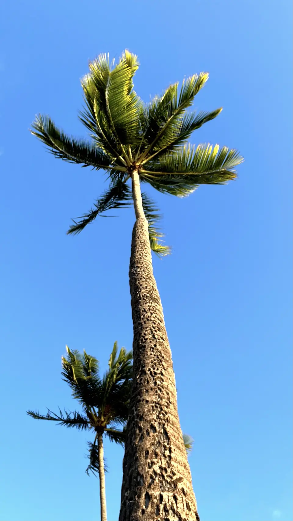 Two tall palm trees rise against a clear blue sky in bright sunlight.