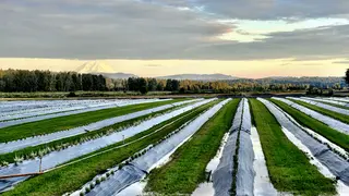 Long rows of green crops covered with plastic sheeting stretch across a field beneath a cloudy sky, with a snow-capped mountain in the distance.