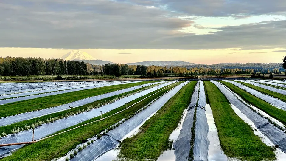 Long rows of green crops covered with plastic sheeting stretch across a field beneath a cloudy sky, with a snow-capped mountain in the distance.