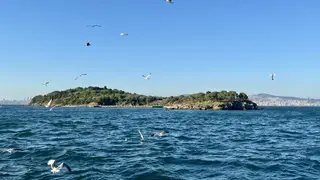 Seagulls fly above choppy blue water in front of a low, tree-covered island under a clear sky.