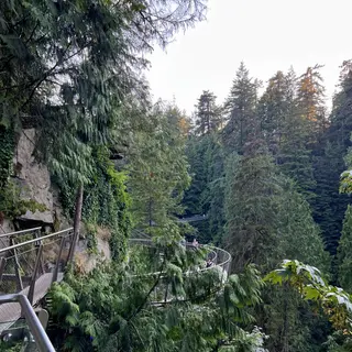 An elevated metal walkway curves along an ivy-covered rock wall amid dense evergreen forest.