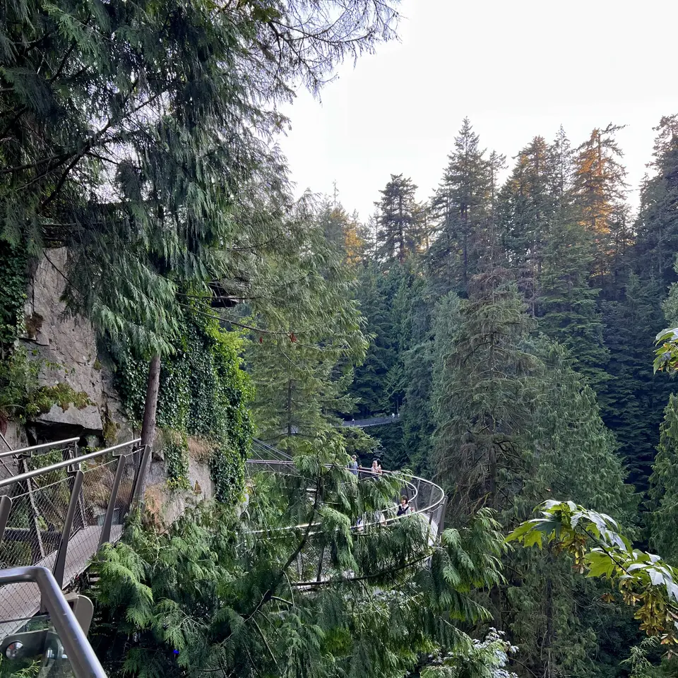An elevated metal walkway curves along an ivy-covered rock wall amid dense evergreen forest.
