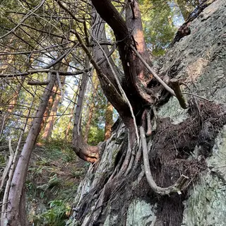 A gnarled tree trunk and exposed roots cling to a mossy rock face in a dense forest.