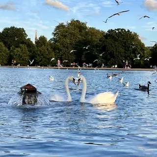 Two white swans face each other in a pond beside a small fountain, with gulls flying overhead and trees along the shore.