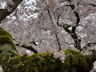 Pale pink blossoms fill the branches of a large moss-covered tree viewed from below.