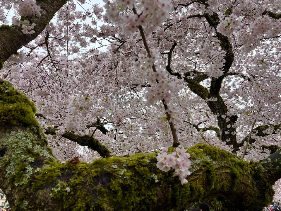 Pale pink blossoms fill the branches of a large moss-covered tree viewed from below.