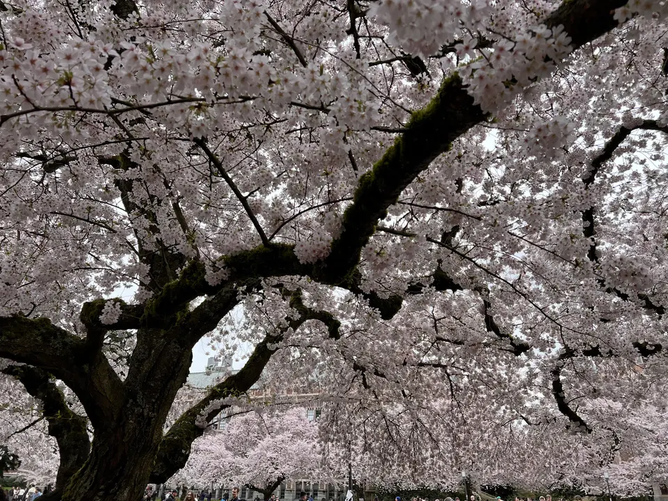 A moss-covered tree trunk and spreading branches are densely covered with pale pink cherry blossoms above a park crowd.