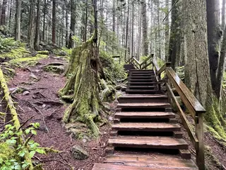 A wooden staircase with railings climbs through a mossy forest among tall tree trunks and exposed roots.