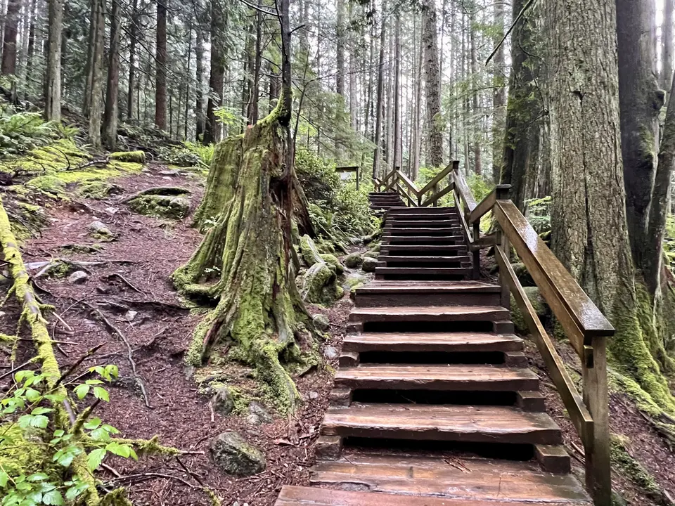 A wooden staircase with railings climbs through a mossy forest among tall tree trunks and exposed roots.