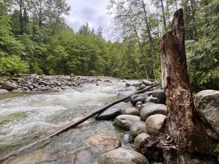 A fast-moving forest stream flows around rounded rocks beside a weathered tree trunk.