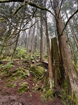 Tall conifer trees and moss-covered branches surround a weathered tree stump on a forest floor.