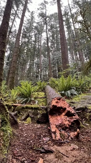 A hollow fallen log lies among ferns and moss beneath tall trees in a dense forest.