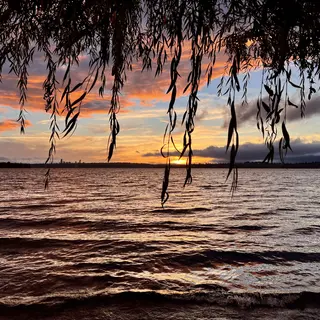 Silhouetted willow branches hang over rippling lake water beneath an orange and purple sunset.