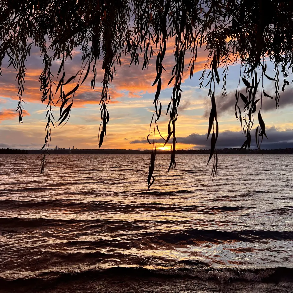 Silhouetted willow branches hang over rippling lake water beneath an orange and purple sunset.