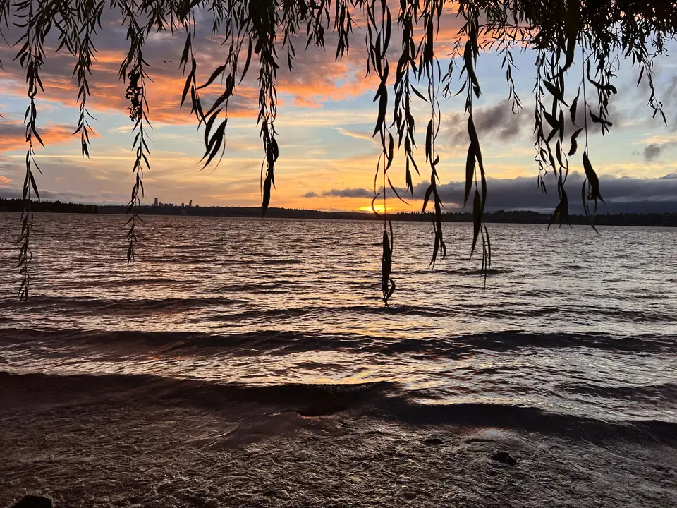 The setting sun glows over rippling lake water beneath hanging tree branches and scattered clouds.
