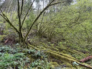 Moss-covered trees and fallen logs stand amid dense green undergrowth in a wooded forest.