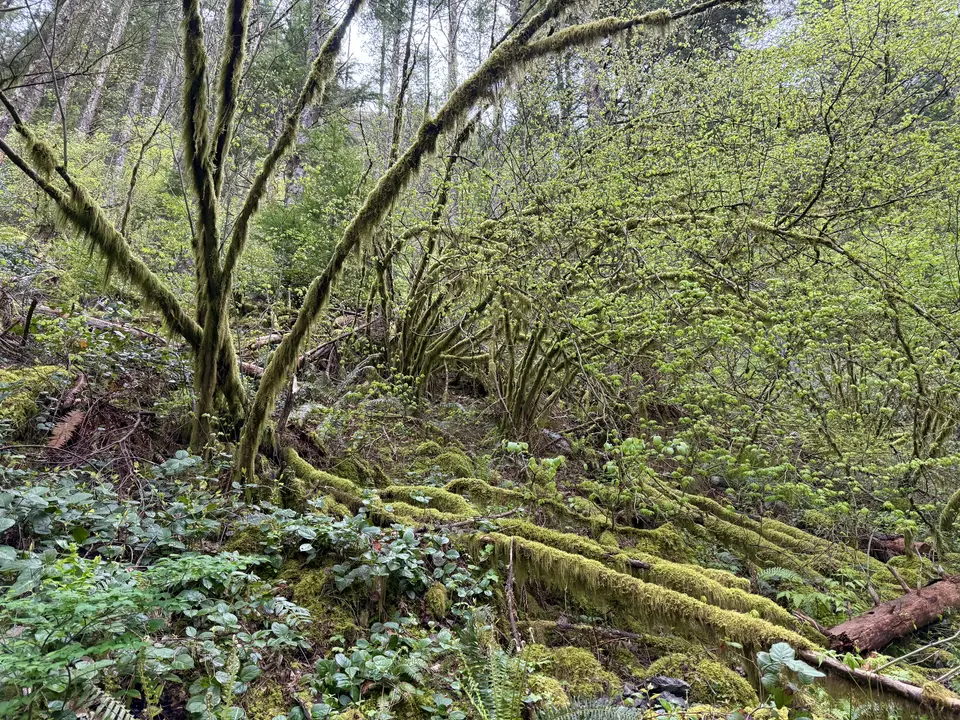 Moss-covered trees and fallen logs stand amid dense green undergrowth in a wooded forest.